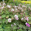 Geranium cantabrigiense 'Biokovo', Storkenæb