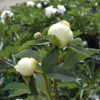 Paeonia lactiflora 'Duchesse de Nemours', Pæon / silkepæon