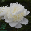 Paeonia lactiflora 'Duchesse de Nemours', Pæon / silkepæon