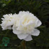 Paeonia lactiflora 'Duchesse de Nemours', Pæon / silkepæon