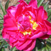 Paeonia lactiflora 'Karl Rosenfeldt', Pæon / silkepæon