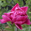 Paeonia lactiflora 'Karl Rosenfeldt', Pæon / silkepæon