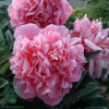 Paeonia lactiflora 'Sarah Bernhardt', Pæon / silkepæon