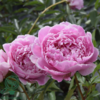 Paeonia lactiflora 'Sarah Bernhardt', Pæon / silkepæon