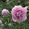 Paeonia lactiflora 'Sarah Bernhardt', Pæon / silkepæon