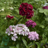 Dianthus barbatus 'Indianerteppich', Nellike