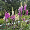 Digitalis purpurea 'Foxy', Fingerbøl