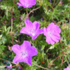 Geranium sanguineum 'Max Frei', Storkenæb