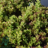 Sedum album 'Coral Carpet', Hvid stenurt