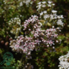 Sedum album 'Coral Carpet', Hvid stenurt