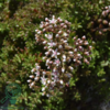 Sedum album 'Coral Carpet', Hvid stenurt