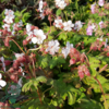 Geranium macrorrhizum 'Spessart', Storkenæb