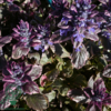 Ajuga reptans 'Burgundy Glow', Krybende Læbeløs