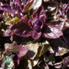 Ajuga reptans 'Burgundy Glow', Krybende Læbeløs
