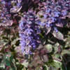 Ajuga reptans 'Burgundy Glow', Krybende Læbeløs