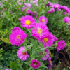 Aster dumosus 'Starlight', aster