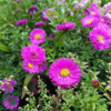 Aster dumosus 'Starlight', aster