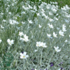 Cerastium tomentosum 'Silverstone' Hønsetarm