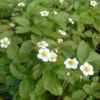 Fragaria vesca 'Rügen', Skovjordbær/immerbær