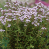 Thymus vulgaris 'Compactus' Havetimian