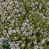 Thymus vulgaris 'Compactus' Havetimian