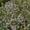 Thymus vulgaris 'Compactus' Havetimian