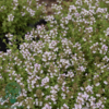 Thymus vulgaris 'Compactus' Havetimian