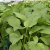 Hosta hybrid 'Royal Standard', Funkia