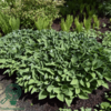 Hosta hybrid 'Royal Standard', Funkia