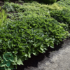 Hosta hybrid 'Royal Standard', Funkia