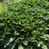 Hosta hybrid 'Royal Standard', Funkia