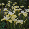 iris sibirica 'Butter and Sugar', Iris