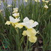 iris sibirica 'Butter and Sugar', Iris