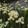 iris sibirica 'Butter and Sugar', Iris