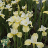 iris sibirica 'Butter and Sugar', Iris