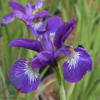 iris sibirica 'Sparkling Rose', Iris