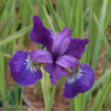 iris sibirica 'Sparkling Rose', Iris