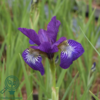 iris sibirica 'Sparkling Rose', Iris
