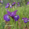 iris sibirica 'Sparkling Rose', Iris