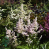 Astilbe japonica 'Europa', Astilbe