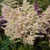 Astilbe japonica 'Europa', Astilbe