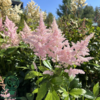 Astilbe japonica 'Europa', Astilbe