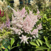 Astilbe japonica 'Europa', Astilbe