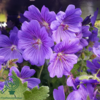 Geranium magnificum 'Rosemoor', Storkenæb