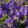 Geranium magnificum 'Rosemoor', Storkenæb