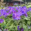 Geranium magnificum 'Rosemoor', Storkenæb