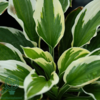 Hosta hybrid 'Minute Man', Funkia