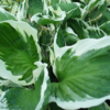 Hosta hybrid 'Minute Man', Funkia