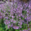 Nepeta faassenii 'Walker's Low', Blåkant / Katteurt