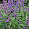 Nepeta faassenii 'Walker's Low', Blåkant / Katteurt